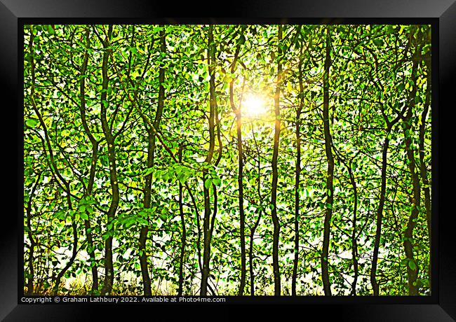 Leafy Sunshine Framed Print by Graham Lathbury