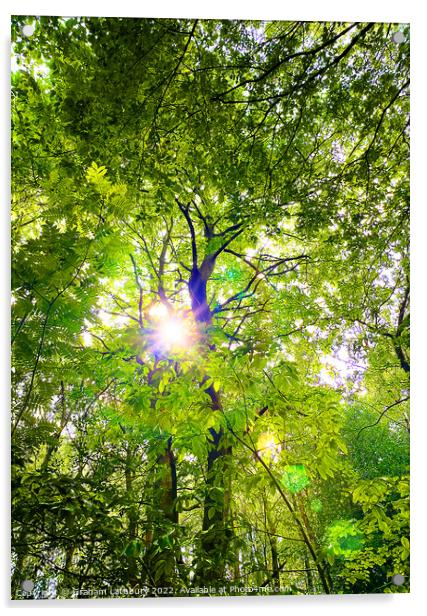 Sunlight through the canopy Acrylic by Graham Lathbury