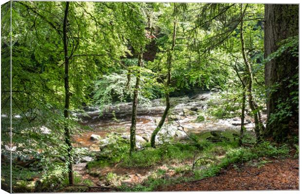Dunkeld Hermitage forest, Perthshire Canvas Print by Chris Yaxley