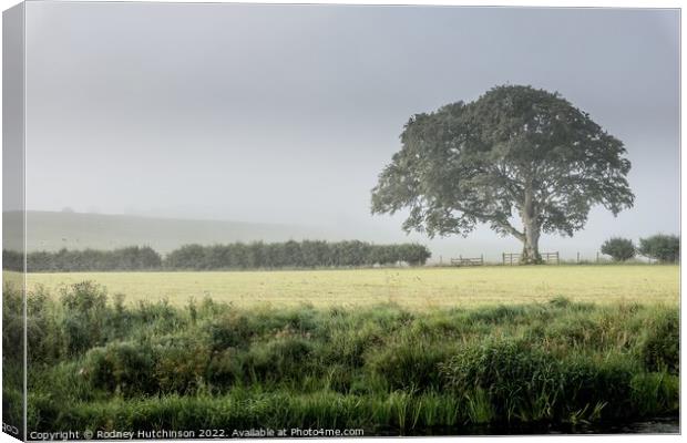 Enchanting Countryside Fog Canvas Print by Rodney Hutchinson