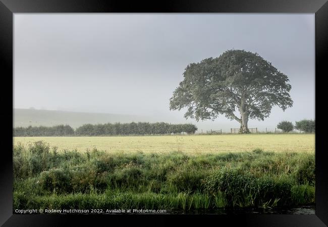 Enchanting Countryside Fog Framed Print by Rodney Hutchinson