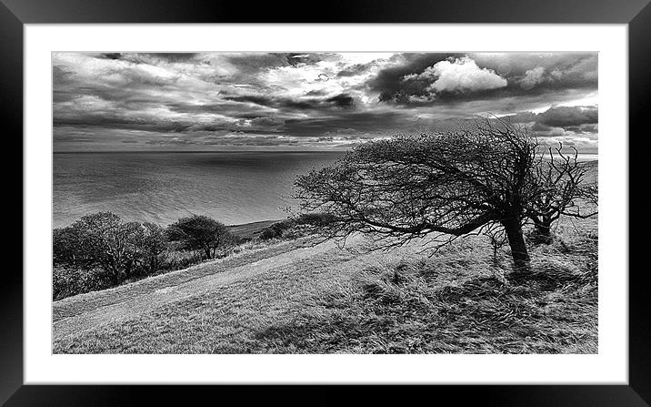 Lone Tree Beachy Head Framed Mounted Print by peter tachauer