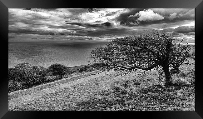 Lone Tree Beachy Head Framed Print by peter tachauer