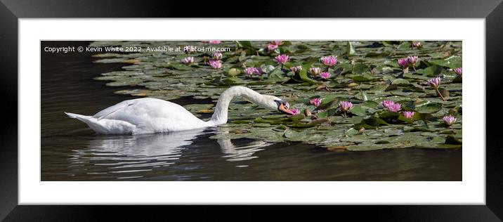 Swan eating through Lilly Pads Framed Mounted Print by Kevin White