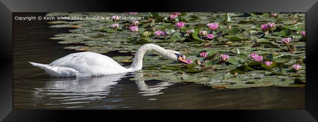 Swan eating through Lilly Pads Framed Print by Kevin White