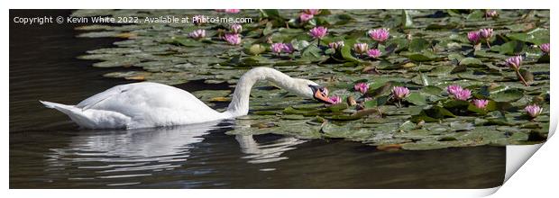 Swan eating through Lilly Pads Print by Kevin White