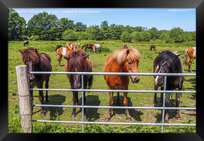 Beautiful panorama of grazing horses on a green meadow during sp Framed Print by Michael Piepgras