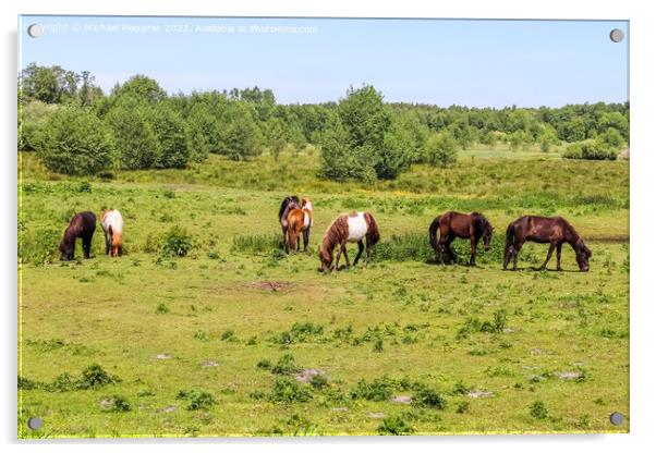 Beautiful panorama of grazing horses on a green meadow during sp Acrylic by Michael Piepgras