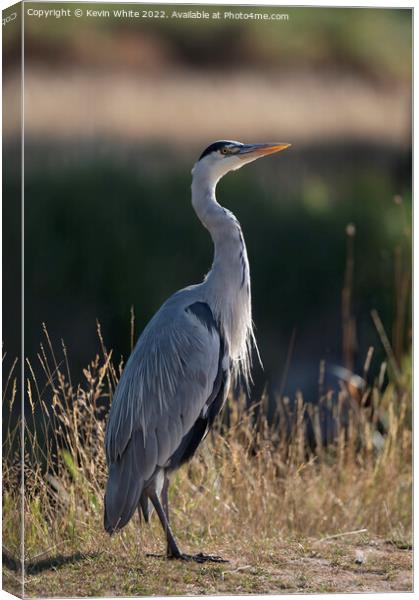 Grey heron looking to the sky Canvas Print by Kevin White