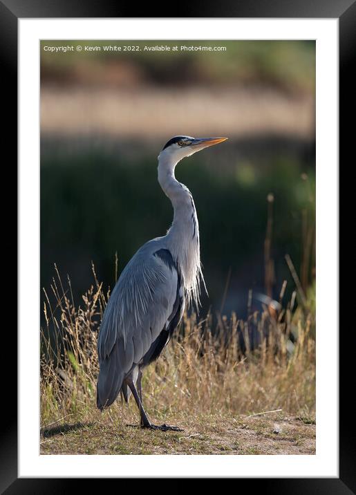 Grey heron looking to the sky Framed Mounted Print by Kevin White
