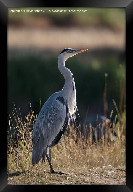 Grey heron looking to the sky Framed Print by Kevin White