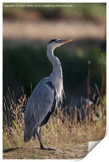 Grey heron looking to the sky Print by Kevin White