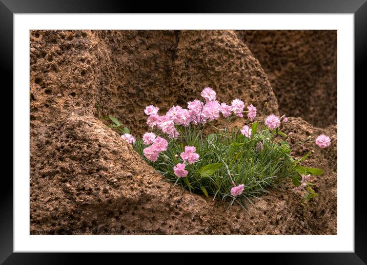 Dianthus growing in rocks Framed Mounted Print by Sally Wallis