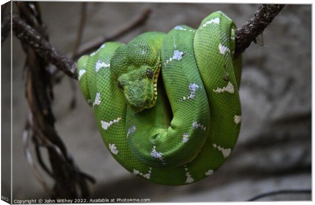 Green Tree Python Canvas Print by John Withey