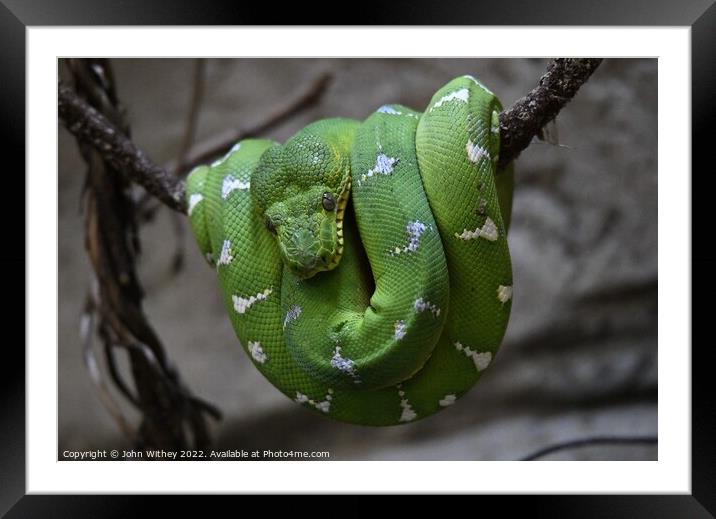 Green Tree Python Framed Mounted Print by John Withey