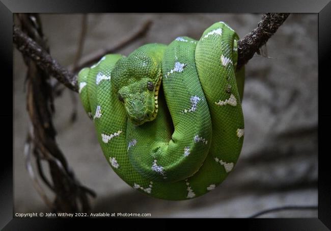 Green Tree Python Framed Print by John Withey