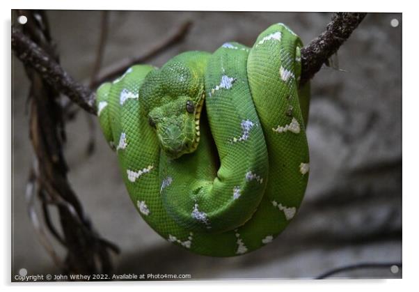Green Tree Python Acrylic by John Withey