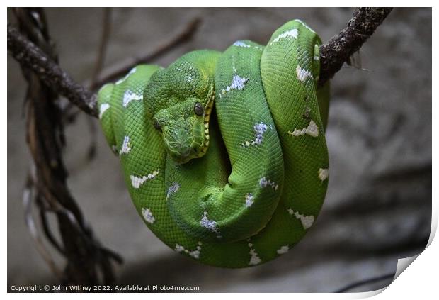 Green Tree Python Print by John Withey