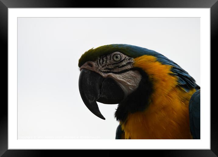 Blue Macaw Parrot Framed Mounted Print by John Withey