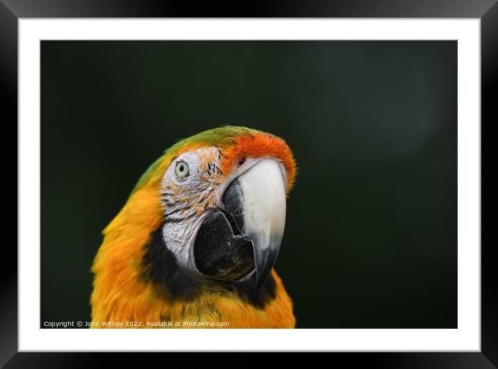 Macaw Parrot headshot Framed Mounted Print by John Withey
