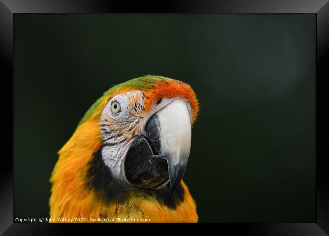 Macaw Parrot headshot Framed Print by John Withey