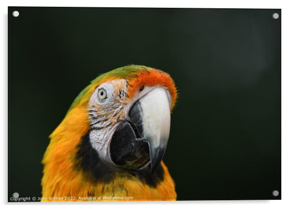 Macaw Parrot headshot Acrylic by John Withey