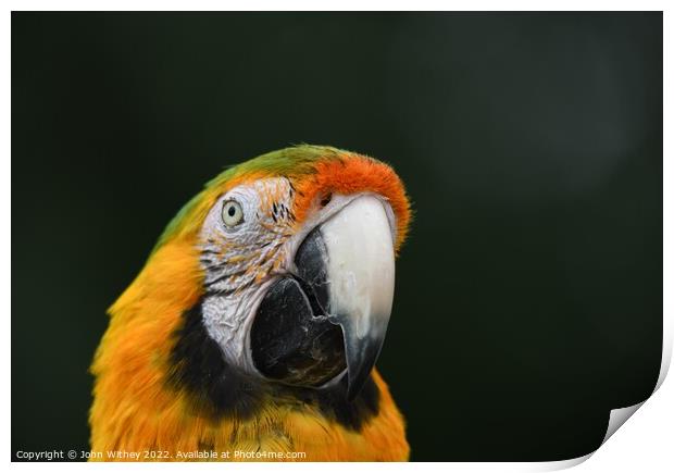 Macaw Parrot headshot Print by John Withey
