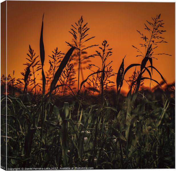 Meadow high contrast landscape Canvas Print by Daniel Ferreira-Leite