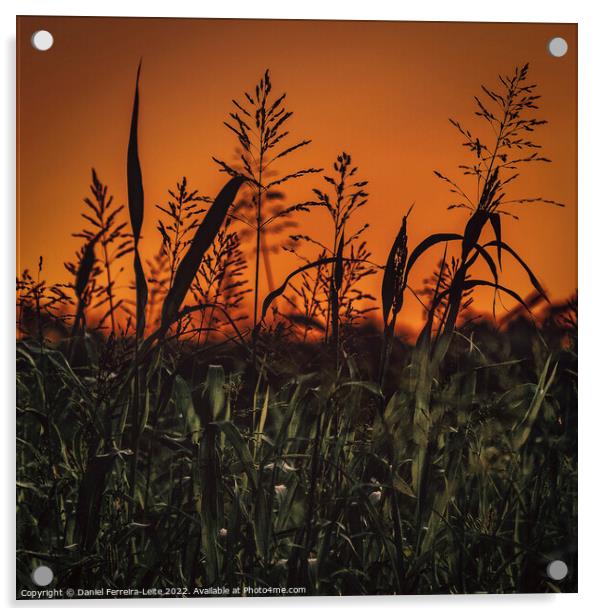 Meadow high contrast landscape Acrylic by Daniel Ferreira-Leite