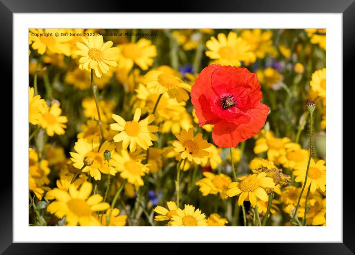 The Flowers of Hope and Remembrance. Framed Mounted Print by Jim Jones