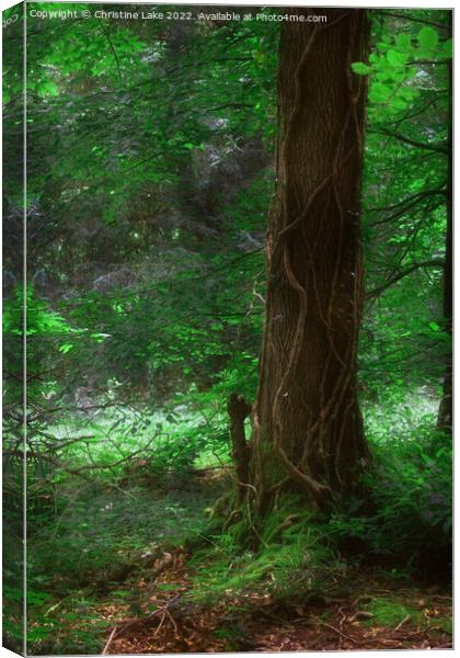Mystic Forest Canvas Print by Christine Lake