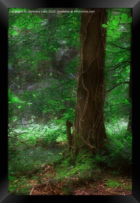Mystic Forest Framed Print by Christine Lake