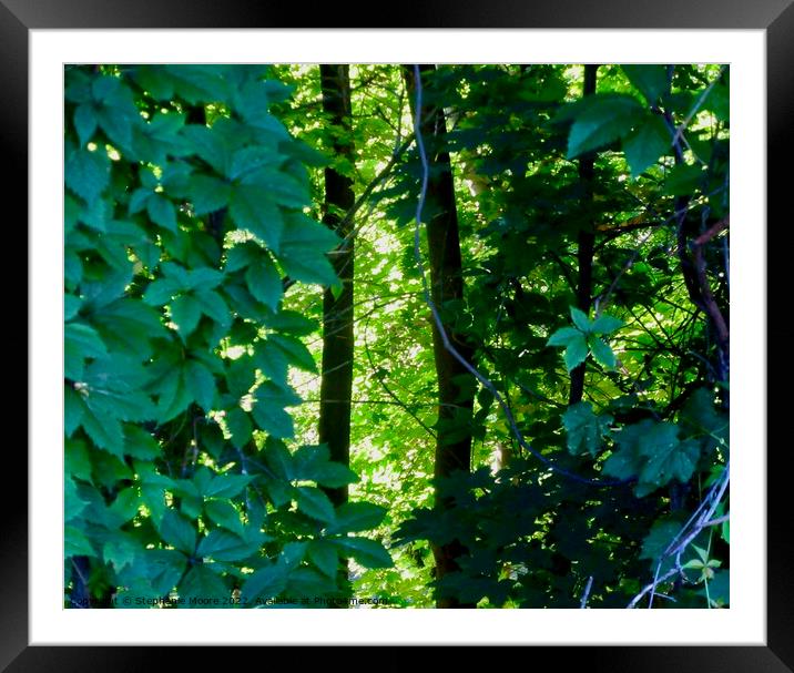Light in the forest Framed Mounted Print by Stephanie Moore