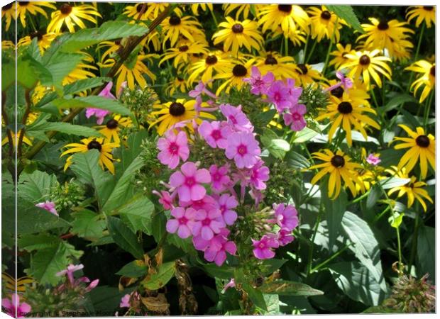 Pink and yellow flowers in the garden Canvas Print by Stephanie Moore