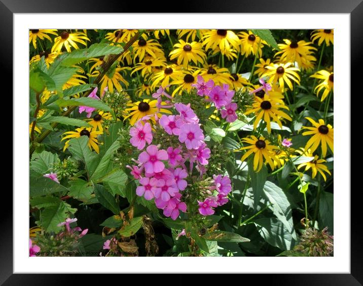 Pink and yellow flowers in the garden Framed Mounted Print by Stephanie Moore