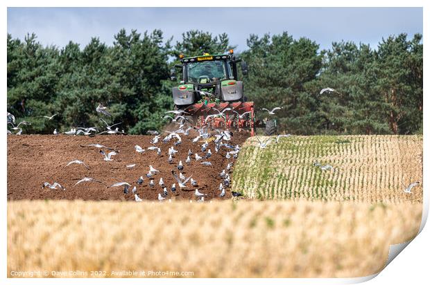 Gulls following the plough Print by Dave Collins