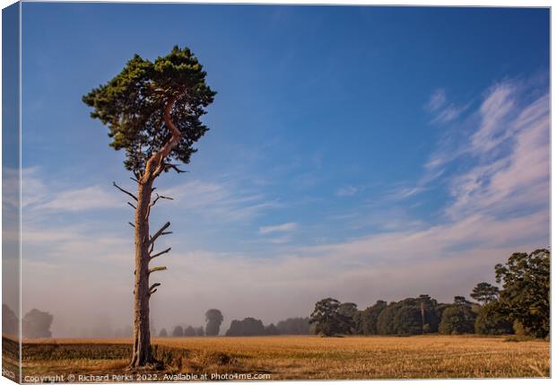 Lonesome  Yorkshire tree Canvas Print by Richard Perks