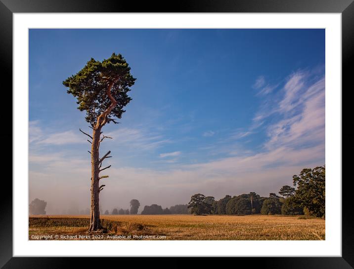 Lonesome  Yorkshire tree Framed Mounted Print by Richard Perks