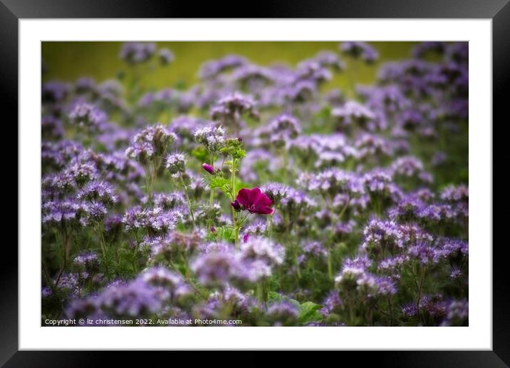 Mallow in a sea of Lacy Phacelia Framed Mounted Print by liz christensen