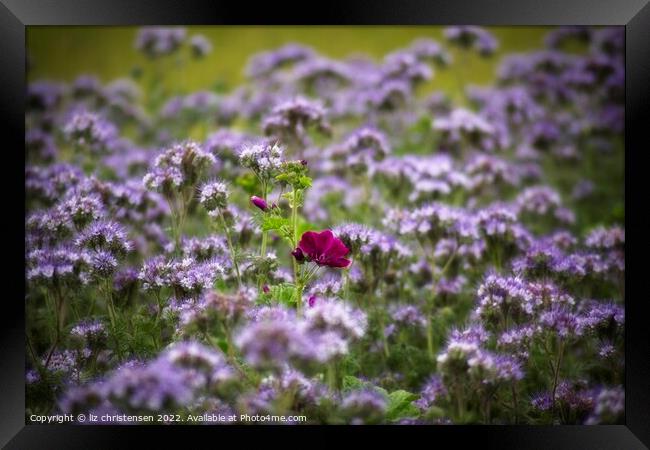 Mallow in a sea of Lacy Phacelia Framed Print by liz christensen