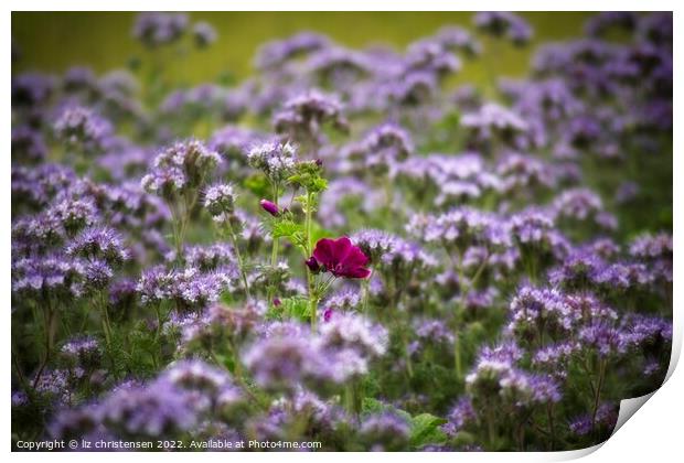 Mallow in a sea of Lacy Phacelia Print by liz christensen
