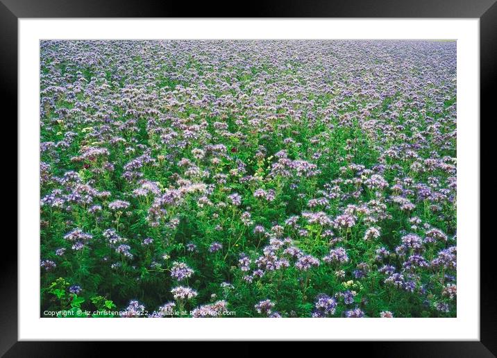 Magenta and white in a sea of lacy phacelia Framed Mounted Print by liz christensen