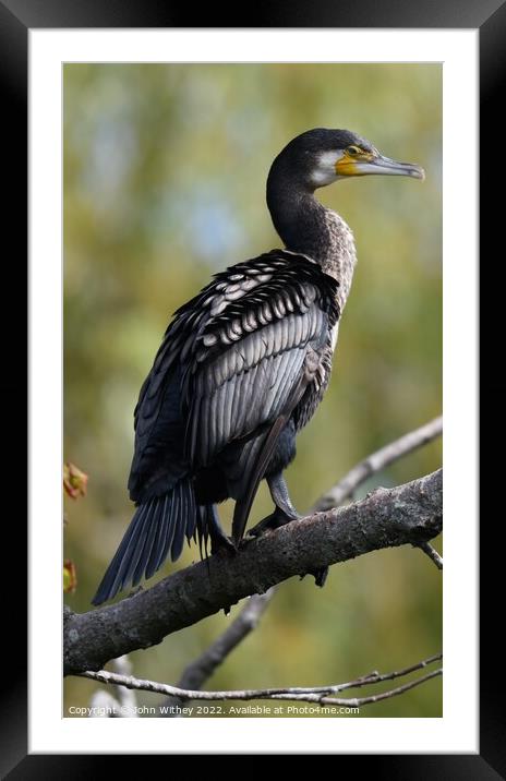 Cormorant sat on branch Framed Mounted Print by John Withey