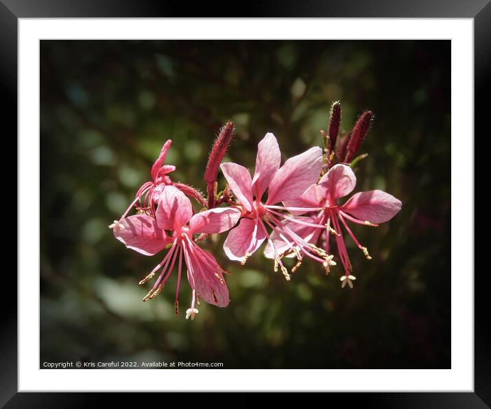 Three pink flowers Framed Mounted Print by Kris Careful