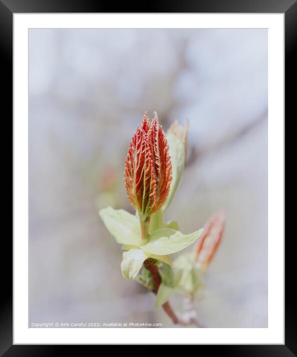 The young leaves are like petals of a flower Framed Mounted Print by Kris Careful