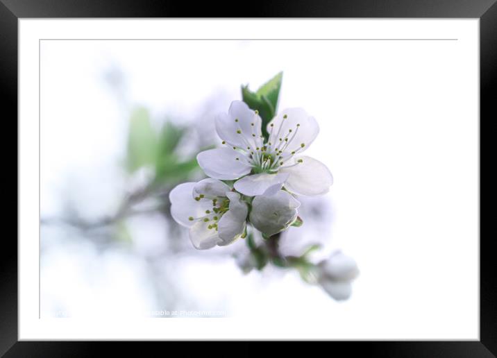 Gentle white flowers Framed Mounted Print by Kris Careful