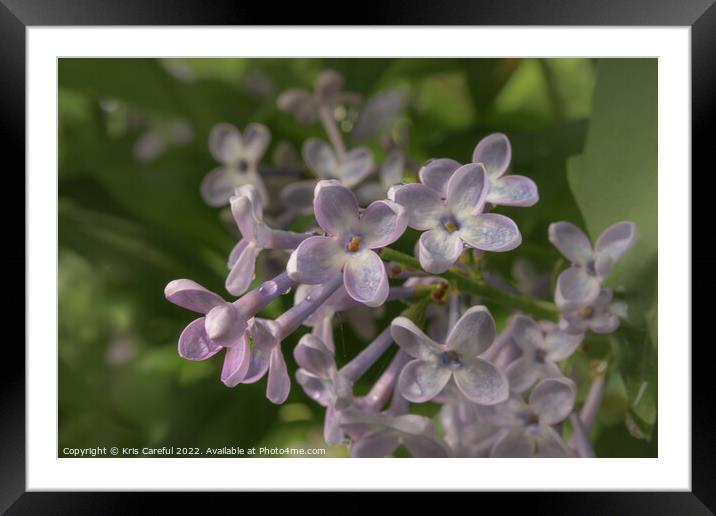 The petals of lilacs Framed Mounted Print by Kris Careful