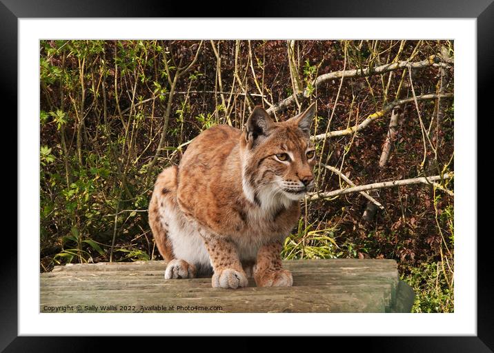 Lynx, wild cat, watching Framed Mounted Print by Sally Wallis