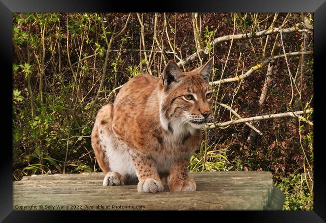 Lynx, wild cat, watching Framed Print by Sally Wallis