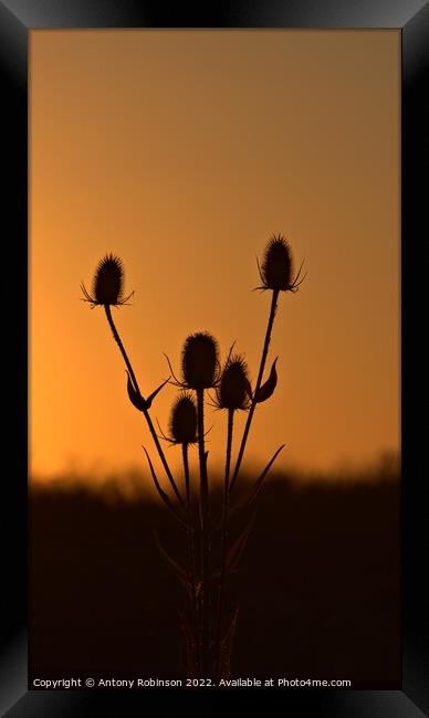 Thistles at sunset Framed Print by Antony Robinson